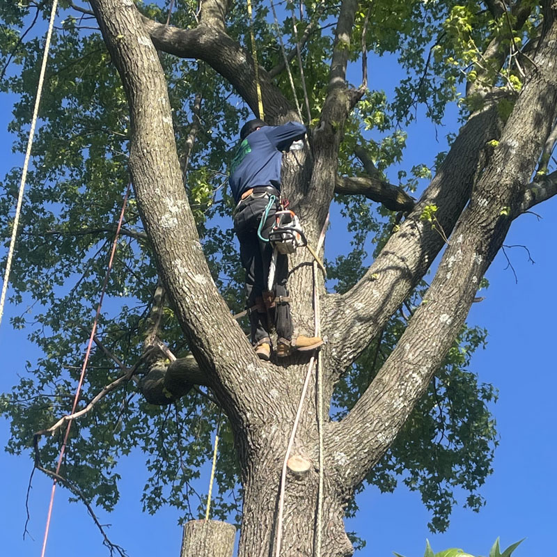 NWA Tree removal services