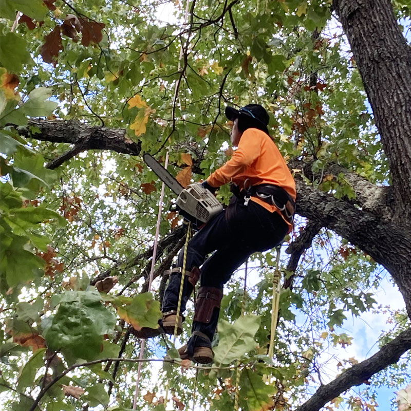 NWA Tree removal services