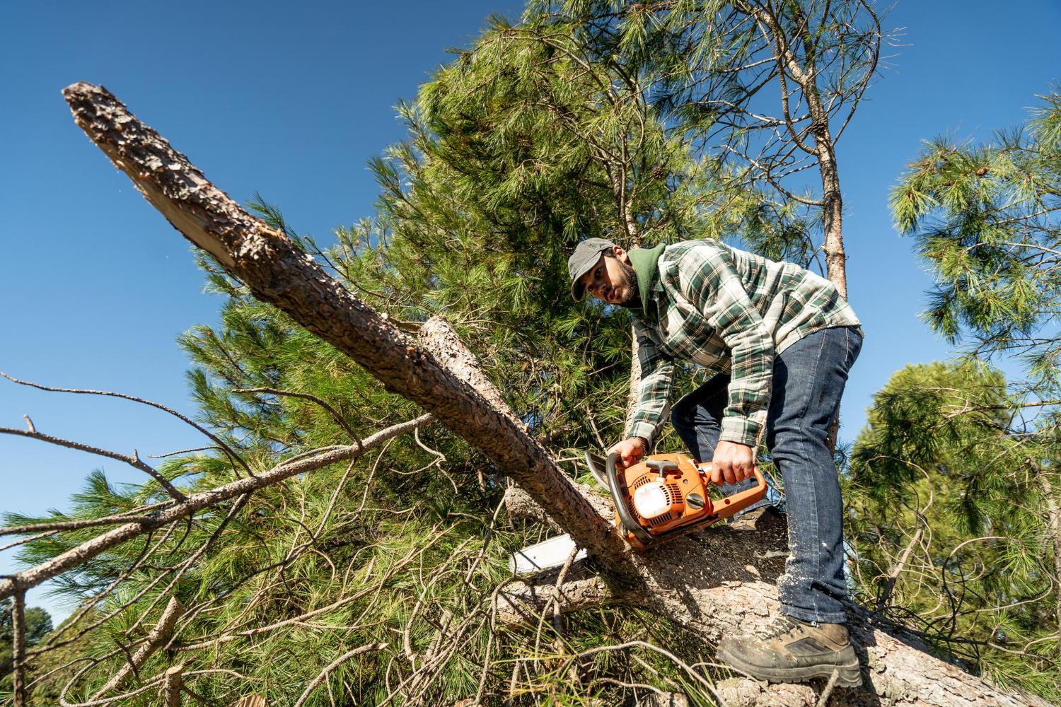 MC's Tree Trimming and Removal Services for Northwest Arkansas