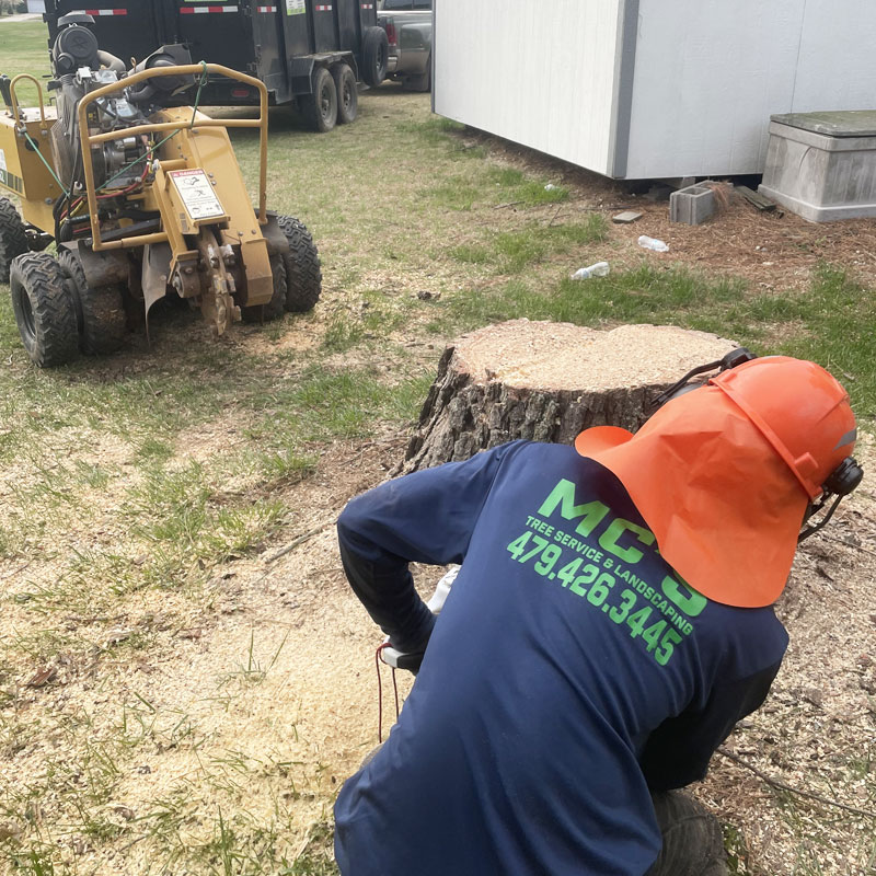 NWA Tree removal services