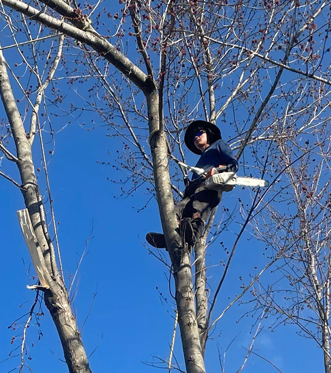 Tree removal services for Northwest Arkansas