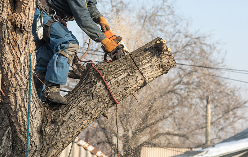 NWA Tree removal services